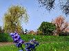 bluebell