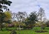 rosebed